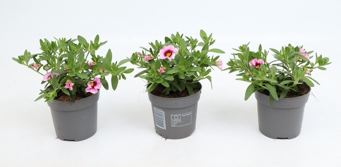 <h4>Calibrachoa Cabaret Light Pink Eye</h4>