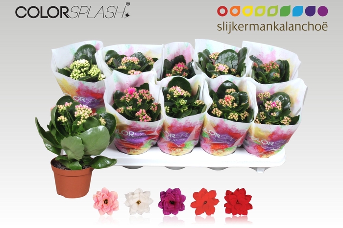 <h4>KAL GE GEM 5 KL</h4>