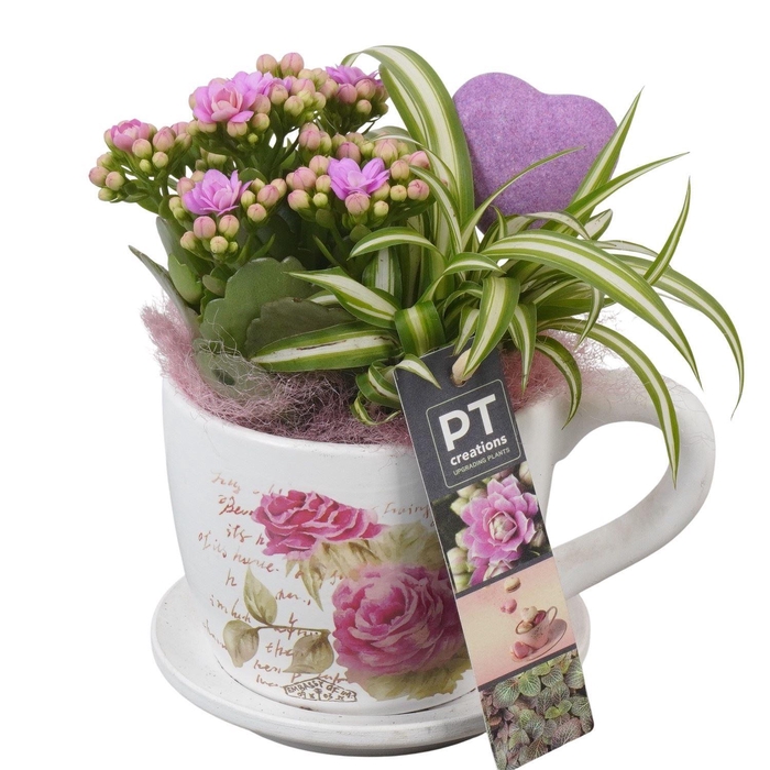 <h4>Arr.    Planten  L%</h4>