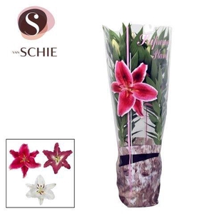 Or Mix 19cm Decohoes