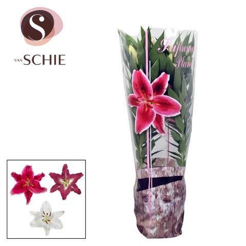 <h4>Or Mix 19cm Decohoes</h4>