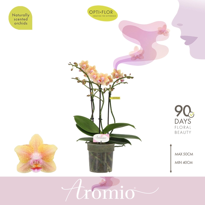 <h4>Aromio Spicy 3 spike</h4>