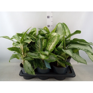 Aglaonema   ...mix