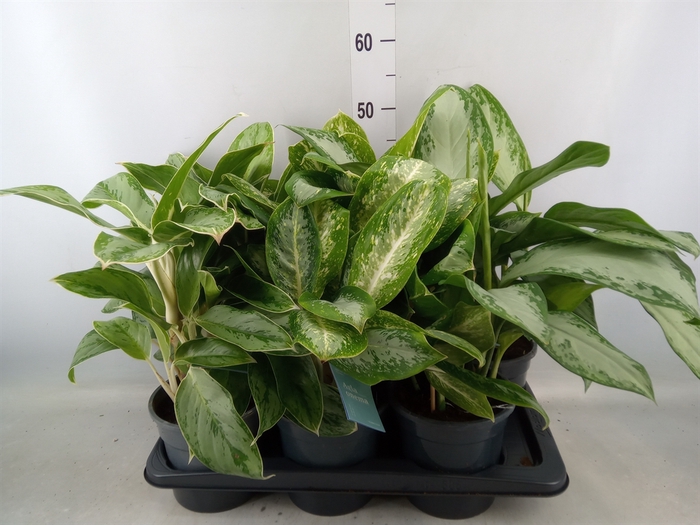 <h4>Aglaonema   ...mix</h4>