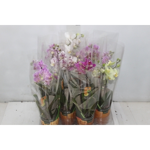 PHALAENOPSIS MINI P09 2 HT