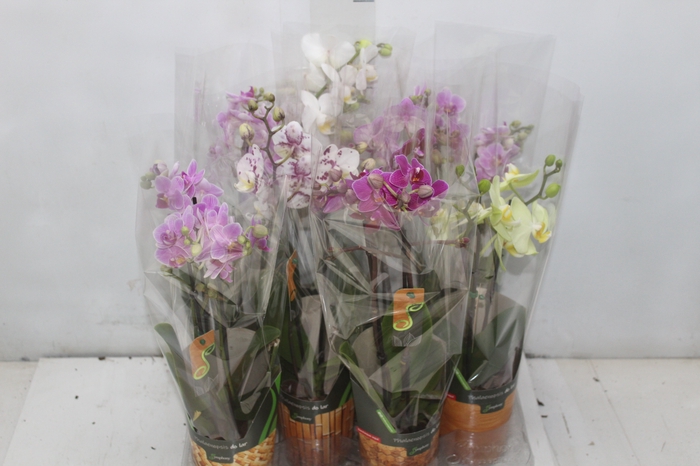 <h4>PHALAENOPSIS MINI P09 2 HT</h4>