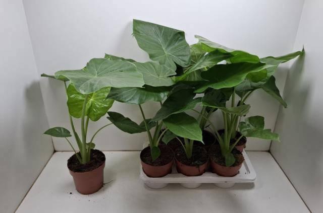 <h4>ALOC MACRORRHIZOS</h4>