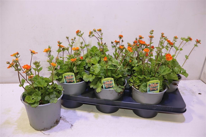 <h4>Geum Co Borisii</h4>