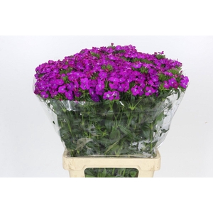 Dianthus Br Amazon Neon Purple