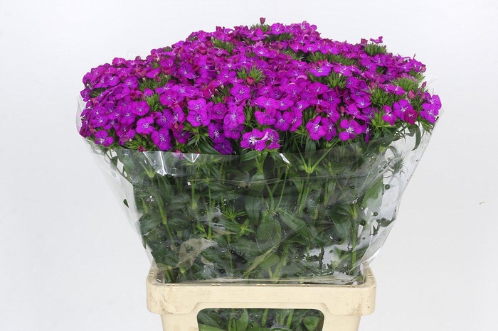 <h4>Dianthus Br Amazon Neon Purple</h4>