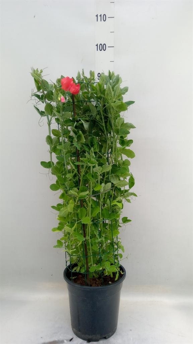 <h4>Lathyrus odor.   ...mix</h4>