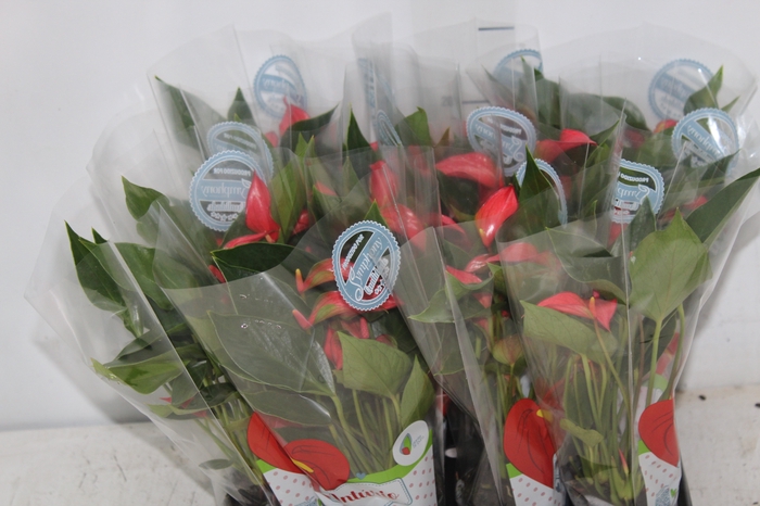 <h4>ANTHURIUM TRILLIONS RED P06</h4>