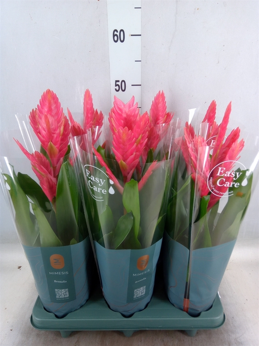 <h4>Vriesea   ...</h4>