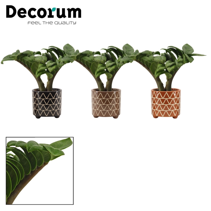 <h4>Zamioculcas Zenzi V-leaf 6 cm, 2 veren in Fee (Stone Touch-colle</h4>