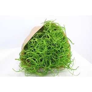 Droog Tin Tin Groen Znd Glx400