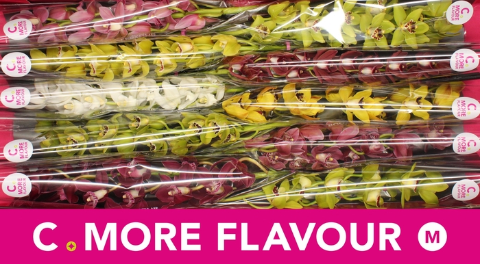 <h4>CYMB MI GEM</h4>