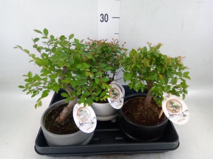 <h4>Bonsai   ...mix</h4>