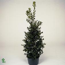 <h4>Ilex Aq J.c. Van Tol</h4>