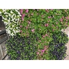 Torenia Kauai Mixk 1 Klr Per Tray