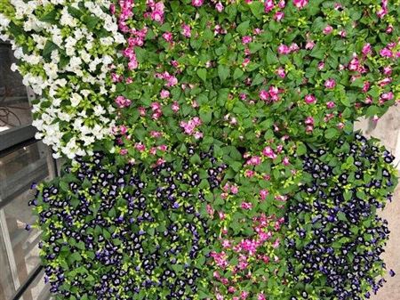 Torenia Kauai Mixk 1 Klr Per Tray