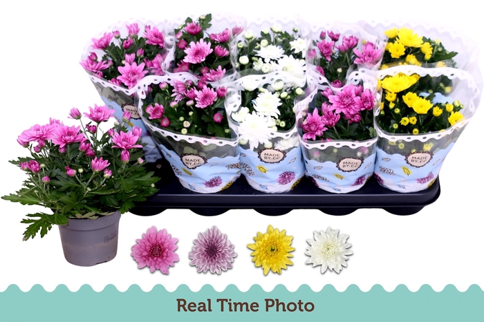 <h4>CHRYS GEVULDBL GEM</h4>