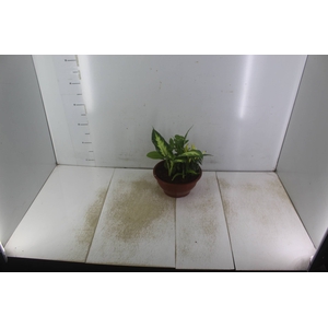 COQUETEL 7 ERVAS C21