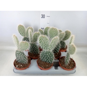 Opuntia