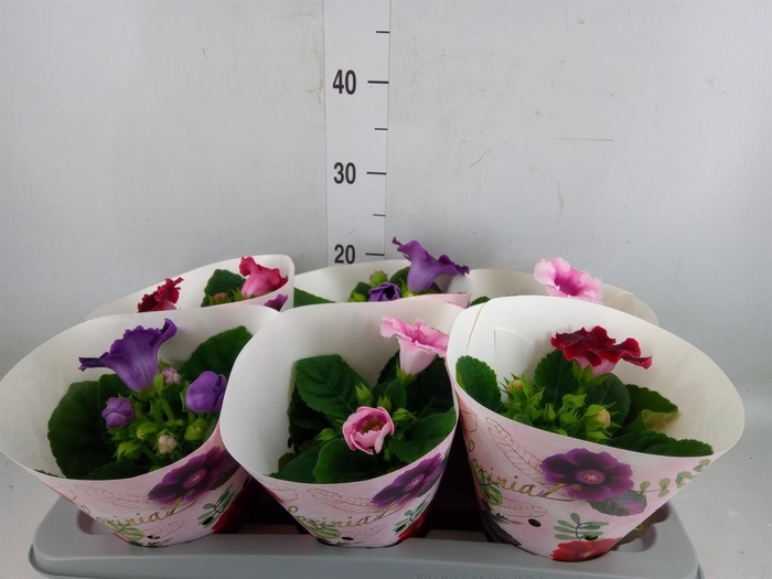 <h4>Sinningia   ...mix</h4>