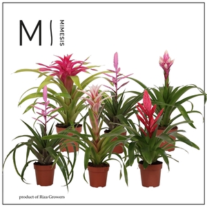 Bromelia Royal Sweet - 12cm | Mimesis