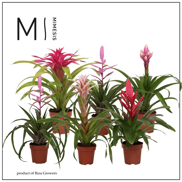 <h4>Mimesis Bromelia Royal Sweet - 12 cm</h4>