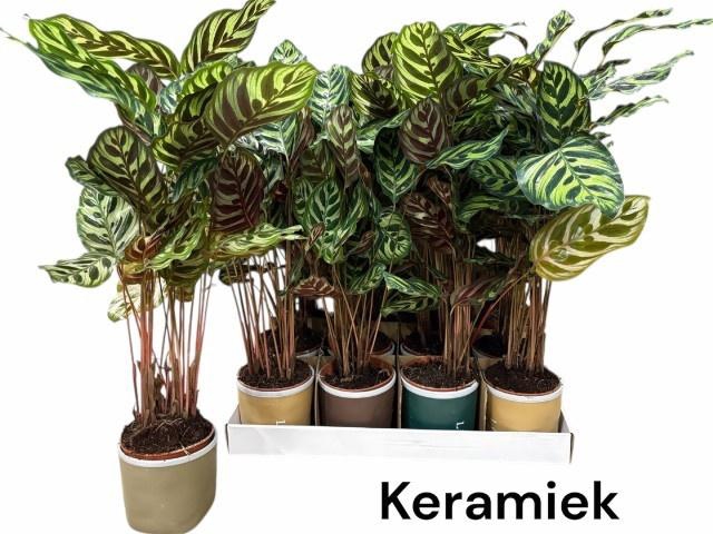 <h4>CALAT MAKOYANA</h4>