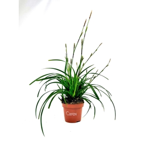 Carex Irish Green p10,5