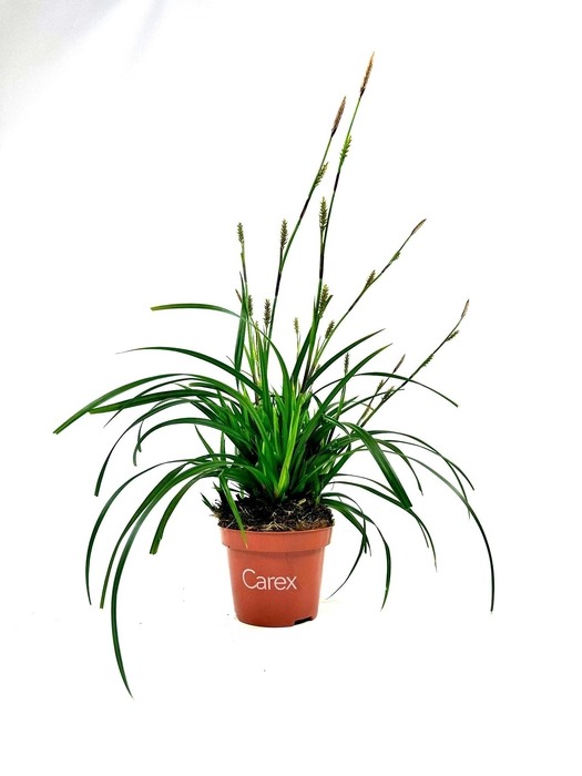 <h4>Carex Irish Green p10,5</h4>
