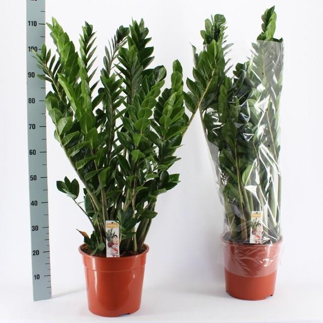 ZAMIO ZAMIIFOLIA