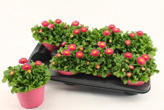 <h4>BELLIS P KL RU ROSE</h4>