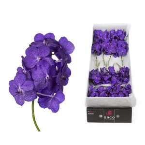 Vanda 24 tak Tayanee Blue