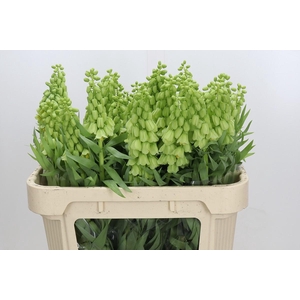 Fritillaria Persica Ivory Bells