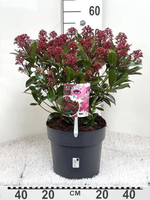 <h4>SKIM JAPONICA</h4>