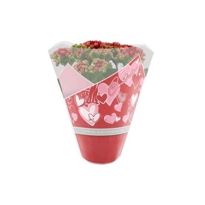 Kalanchoë Perfecta Red in Couture Heart sleeve red