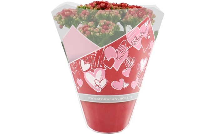 <h4>Kalanchoë Perfecta Red in Couture Heart sleeve red</h4>