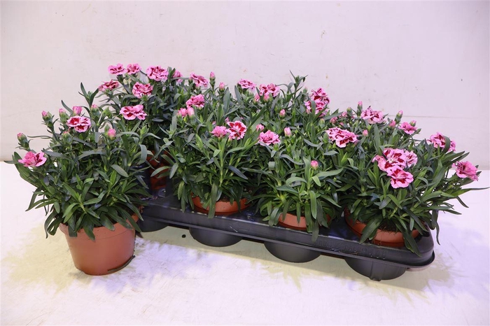 <h4>Dian Osc Pink Purple</h4>