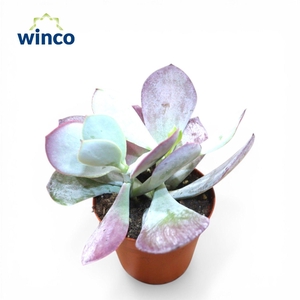 Cotyledon Ssp.(pink Leaf)