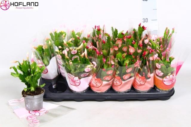 <h4>SCHLUMB GEM 3 KL</h4>