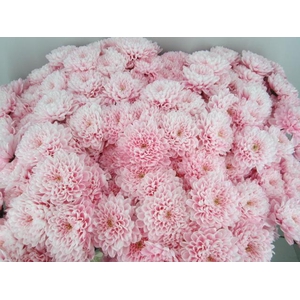 Chr T Altaj Pastel Pink
