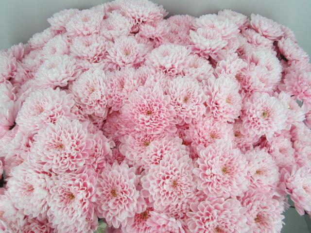 <h4>Chr T Altaj Pastel Pink</h4>