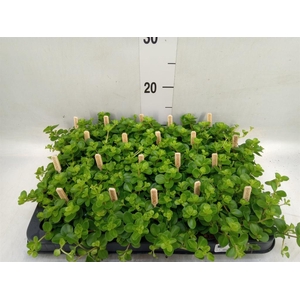 Peperomia rotundifolia