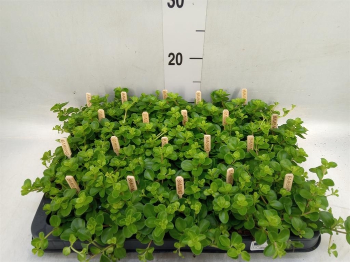 <h4>Peperomia rotundifolia</h4>