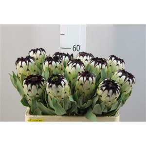 Protea Niobe
