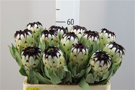 <h4>Protea Niobe</h4>