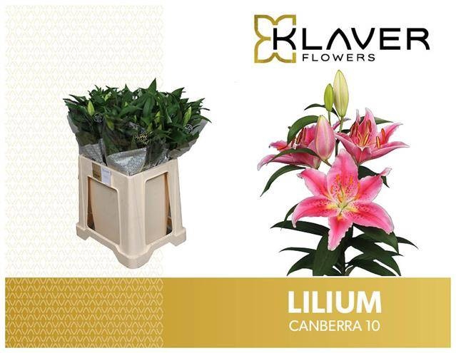 <h4>LI OR CANBERRA</h4>